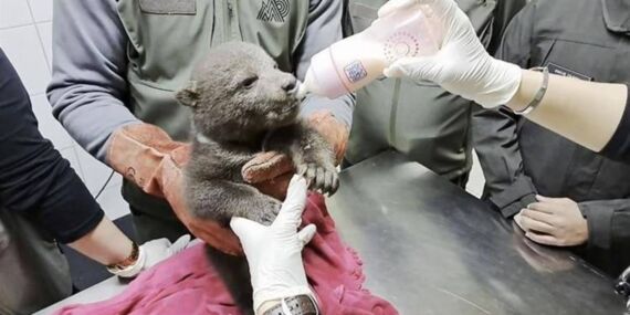 Ormanda yalnız ve bitkin bulunmuştu: Sevimli ayının adı belli oldu!