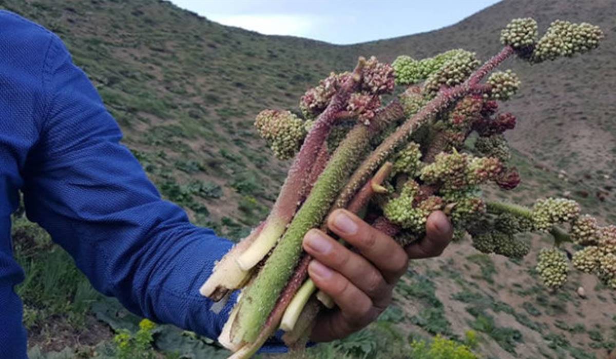 uçkun