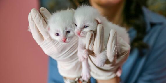 Van Kedi Villası’nda 2025’in birbirinden tatlı ilk yavruları dünyaya geldi!