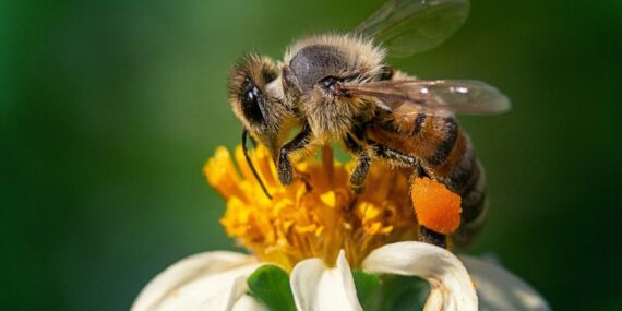 Alanya’da arı sokan genç kadın hayatını kaybetti: Alerjisi olduğu ortaya çıktı!