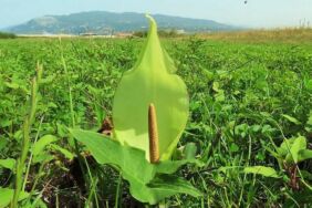Arum milleyhanum