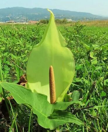 Arum milleyhanum