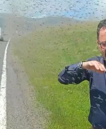 Çıldır Gölü çevresi yeşil sineklerle kaplandı, seyir halindeki sürücüler zor anlar yaşadı!