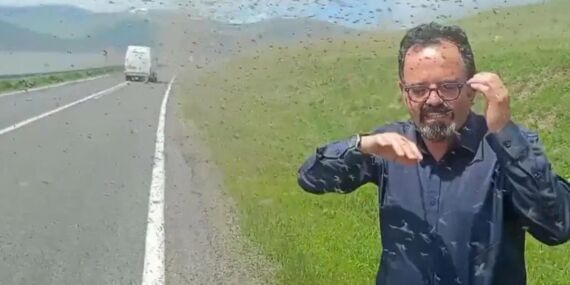 Çıldır Gölü çevresi yeşil sineklerle kaplandı, seyir halindeki sürücüler zor anlar yaşadı!