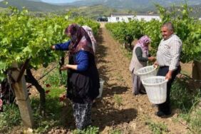 Yaprağı meyvesinden çok kazandırıyor! Pazarda 200 TL