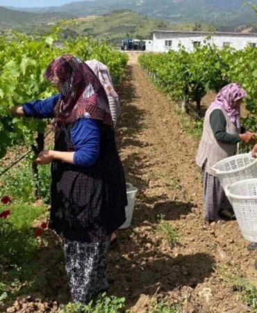 Yaprağı meyvesinden çok kazandırıyor! Pazarda 200 TL