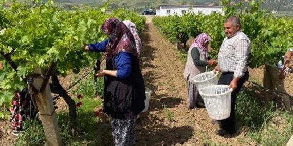 Yaprağı meyvesinden çok kazandırıyor! Pazarda 200 TL