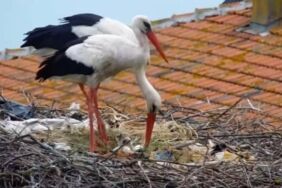 Yaren leylekten müjdeli haber 2 yavrusu yumurtadan çıktı