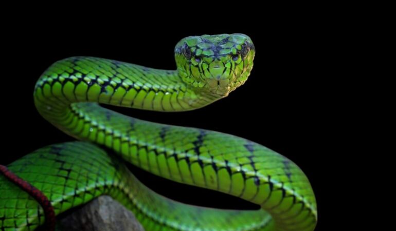 Yılan sokmasına karşı ilk yardım nasıl yapılmalı Uzmanından hayat kurtaran uyarılar