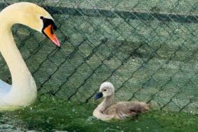 Ankara Kuğulu Park’ta 15 yıl sonra bir ilk Beyaz kuğuya parlak isim