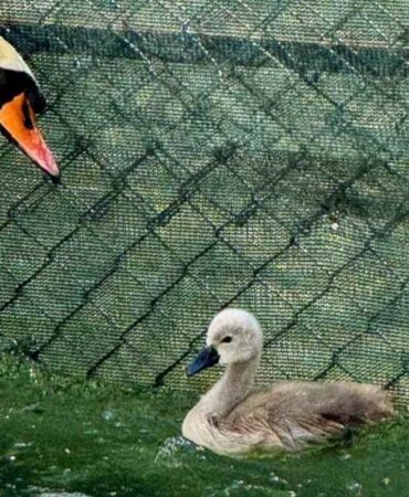 Ankara Kuğulu Park’ta 15 yıl sonra bir ilk Beyaz kuğuya parlak isim