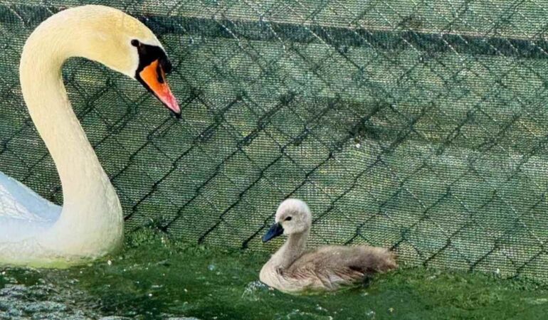 Ankara Kuğulu Park’ta 15 yıl sonra bir ilk Beyaz kuğuya parlak isim