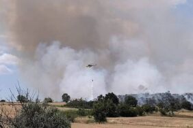 Edirne'de anız yangını, ormana sıçradı