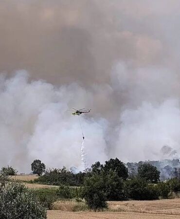 Edirne'de anız yangını, ormana sıçradı
