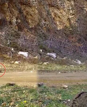 Nesli tehlike altındaki yaban kedisi Bursa’da fotokapana yakalandı