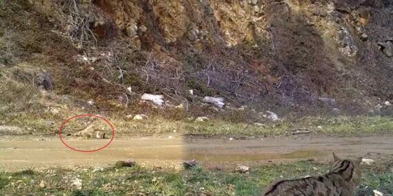 Nesli tehlike altındaki yaban kedisi Bursa’da fotokapana yakalandı