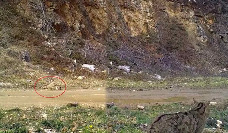 Nesli tehlike altındaki yaban kedisi Bursa’da fotokapana yakalandı