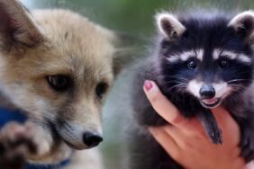 Venüs ve Latte büyüyor