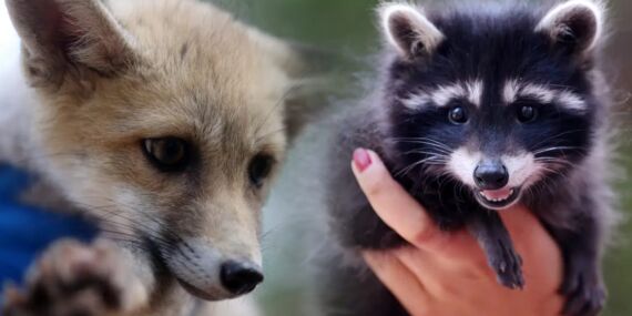 Venüs ve Latte büyüyor…