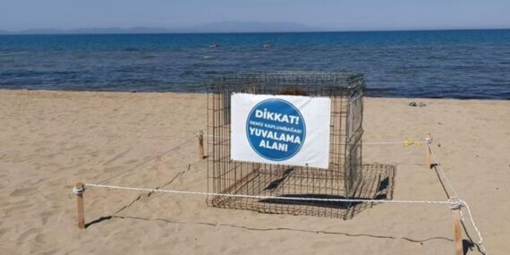 İzmir’de caretta caretta yumurtaları koruma altına alındı