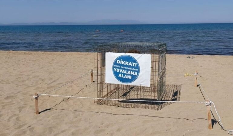İzmir’de caretta caretta yumurtaları koruma altına alındı