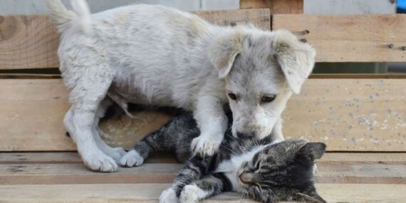 Hayvanları zehirleyen zanlıya hapis cezası!