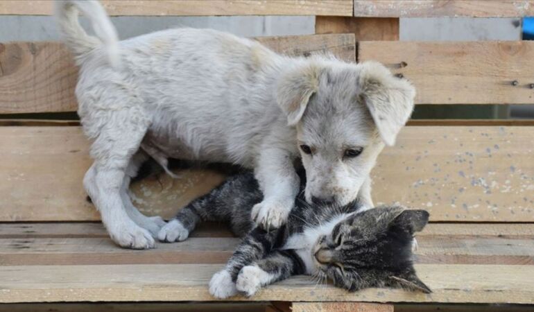 Hayvanları zehirleyen zanlıya hapis cezası!