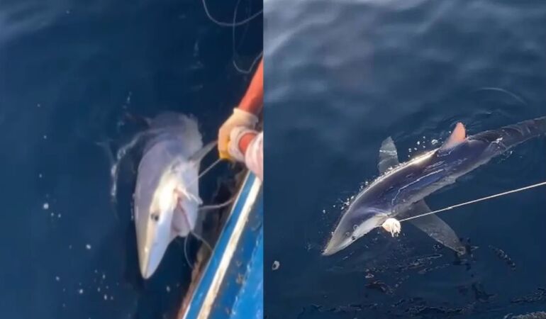 Gökçeada açıklarında 100 kiloluk köpek balığı balıkçıların ağına takıldı