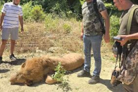 Antalya'da firari aslan avcılar tarafından öldürüldü