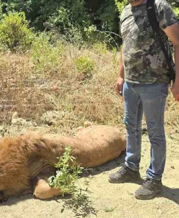 Antalya'da firari aslan avcılar tarafından öldürüldü