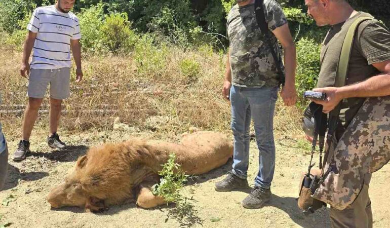 Antalya'da firari aslan avcılar tarafından öldürüldü