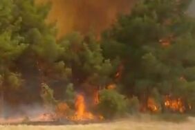 Çanakkale orman yangınıı