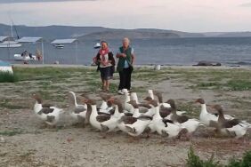 Denizde yüzdüğü için CİMER'e şikayet edilen kazlar kümese kapatıldı! 8 kaz öldü