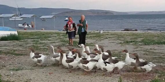 Denizde yüzdüğü için CİMER’e şikayet edilen kazlar kümese kapatıldı! 8 kaz öldü