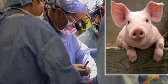 Domuzdan organ naklinde yeni umut: Bağışıklık sisteminin haritası çıkarıldı!