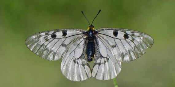 İklim değişikliği nedeniyle nesli tehlike altındaydı: ‘Dumanlı Apollo’ Ukudağ’da görüntülendi!