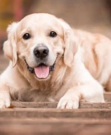 Eğitimli köpekler koklayarak Parkinson hastalığını tespit etti