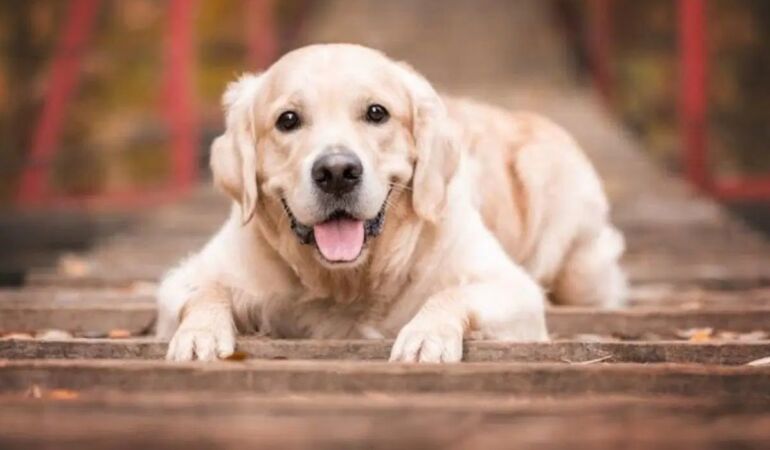 Eğitimli köpekler koklayarak Parkinson hastalığını tespit etti