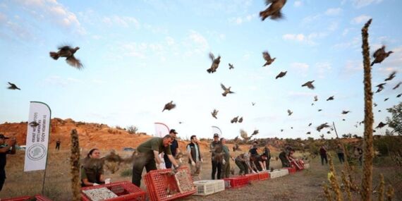 O ilde 600 keklik doğaya salındı!