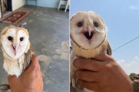 Nesli tükenme tehlikesinde... Peçeli baykuş sıcaktan bunaldı Eve sığındı, suyla kendine geldi
