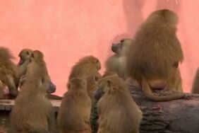 Nürnberg Hayvanat Bahçesi'nden 12 şebek öldürüldü Hayvan hakları savunucuları harekete geçti