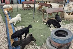 Potadan Patiye Projesi ile sokak hayvanlarına 4 tonu aşan mama desteği