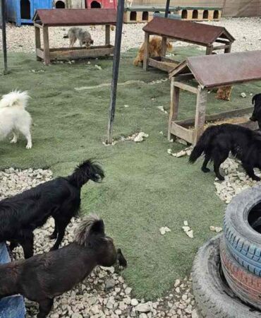 Potadan Patiye Projesi ile sokak hayvanlarına 4 tonu aşan mama desteği