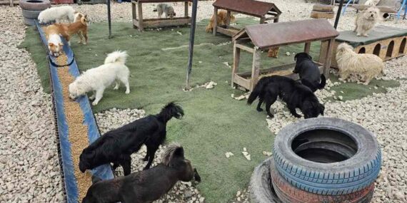 Potadan Patiye Projesi ile sokak hayvanlarına 4 tonu aşan mama desteği