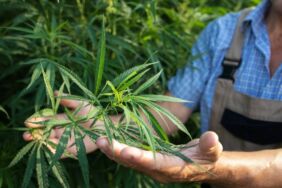 TBMM'den dikkat çeken düzenleme... Tıbbi kenevir eczanelerde satılabilecek!