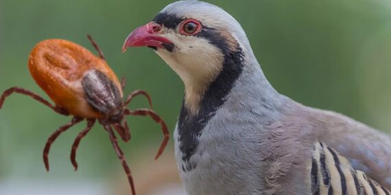 Uzmandan dikkat çeken öneri: ‘Keneyle mücadele için kuş avı yasaklansın!’