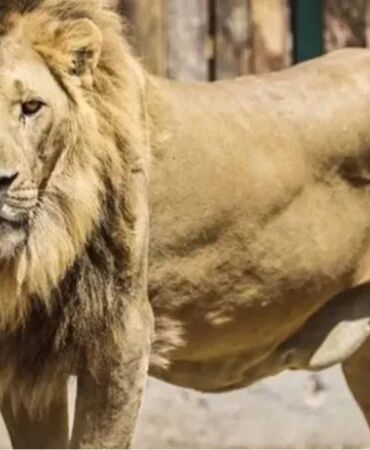 aslan zeus