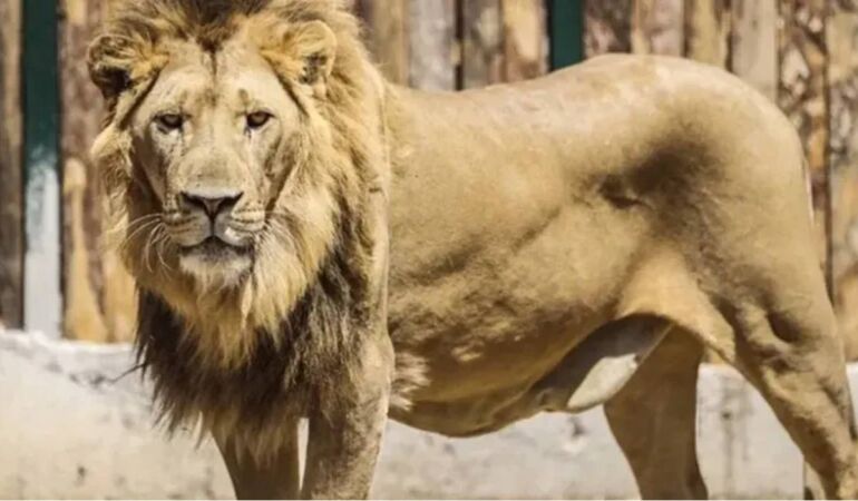 Hayvanat bahçesinden kaçıp 1 kişiyi yaralamıştı: Aslan Zeus hayat arkadaşını kaybetmiş…