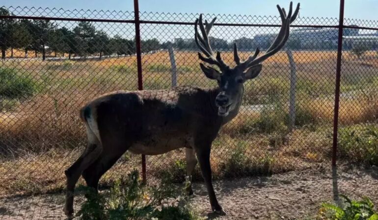 Kara yolunda görülen geyik korumaya alındı