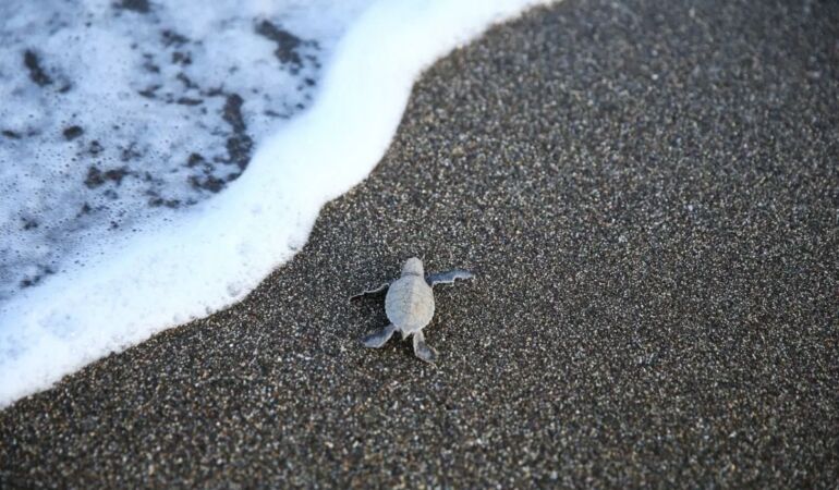 Yavru kaplumbağalar Mersin’de denizle buluştu